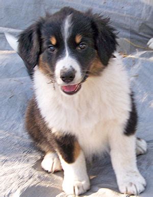 Find the perfect english shepherd puppy for sale in michigan, mi at puppyfind.com. English Shepherd Puppies For Sale in Seguin TX