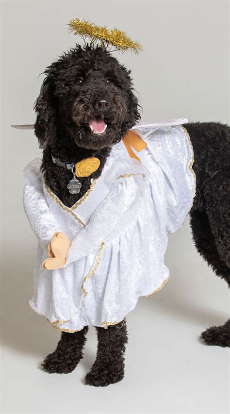 Heavenly Hound Dog Costume White Angel Dog Costume