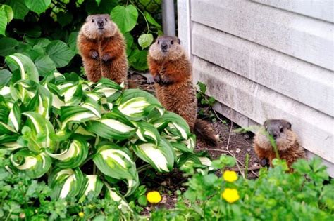 23 Steps To Get Rid Of Groundhogs The Habitat