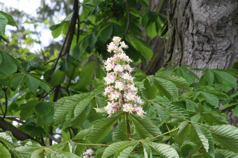 Oklahoma buckeye aesculus glabra var monticola. 50 State trees | Ohio Buckeye Tree | Buckeye tree, Ohio ...