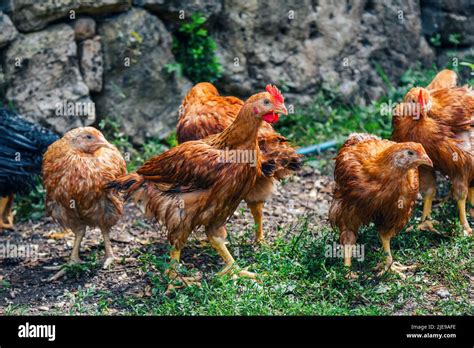 Flock Of Red Feathered Hens In The Yard Of Chicken Farm Domestic
