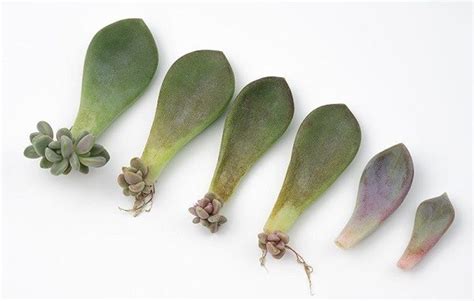 Propagating Succulents From Leaves The Succulent Eclectic