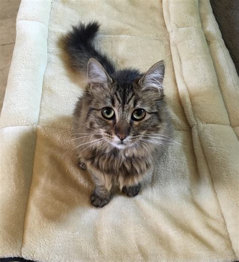Did your cat run away? Cat ran away? Stick their litter box outside