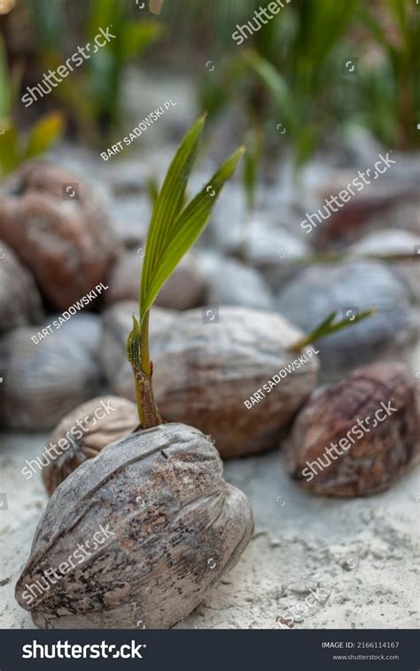 Coconut Field Sprouting New Palm Trees Stock Photo 2166114167