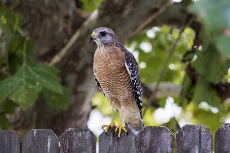 Hawks In New Jersey 8 Species With Pictures Wildlife Informer