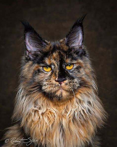 White Wolf Glorious Photos Of Maine Coon Cats Who Look Like Majestic