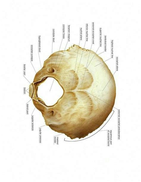 Pin De Maria Anselmo Em Anatomia Ossea Cranio Anatomia Anatomia Dos