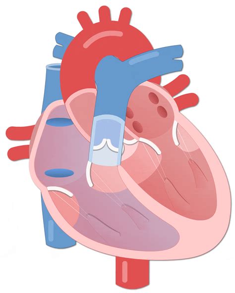 Cardiac Cycle Animations Human Bio Media