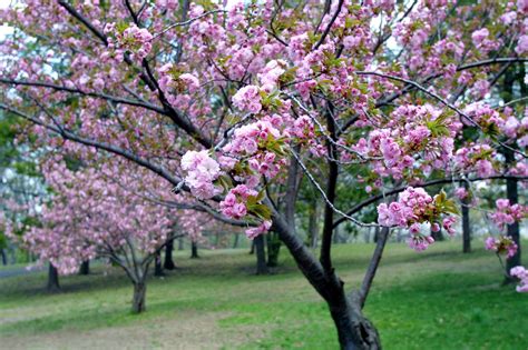 Mavis Fitzpatrick Cherry Blossom Flower Wallpaper