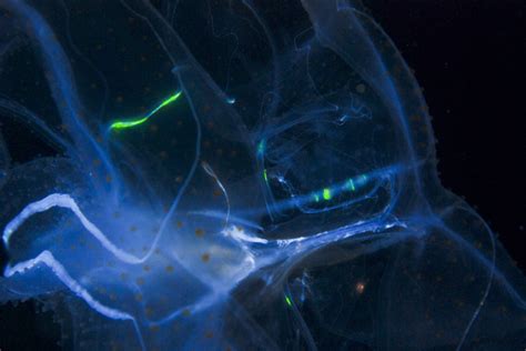Can We Harness Bioluminescent Light From Organisms For Everyday Lighting