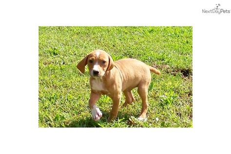 Mountain Cur Puppy For Sale Near Springfield Missouri 3a0ac63d 4ef1