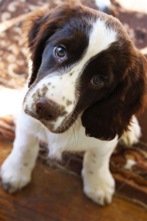 English Springer Spaniel Puppies For Sale In Erie Pa - Abrahm Blog