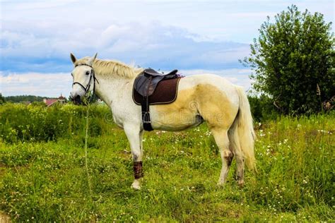 White Horse Grazing In A Meadow Stock Image Image Of White Field