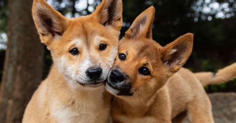 Taronga Debuts Two Adorable Dingo Pups Taronga Conservation Society