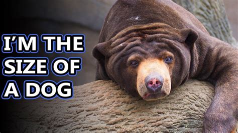 Sun Bear Facts The Littlest Bear Animal Fact Files Youtube