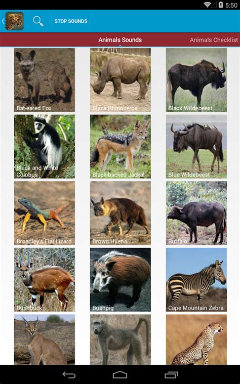 Several animal species are endangered such as the african wild dogs, the oribi or the rhino which is hunted. Safari Animal Sounds and List - Android Apps on Google Play