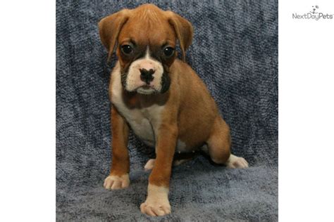 Currently we have 6 pure english bulldog puppies for sale, the puppies has been registered under… michigan › kalamazoo › pets › dogs. AKC Champion Sired flashy fawn Gabby | Boxer puppy for sale near Kalamazoo, Michigan | 0c4a8b01-a891