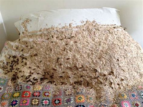 Enormous Wasps Nest Covering Bed Found In Womans Spare Room The