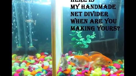 Forum community dedicated to tropical fish owners and enthusiasts. DIY Making a Tank divider(net) for fish-tank. - YouTube