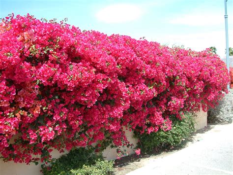 Common names 12 to 15 feet. Bougainvillea 'Oo-La-La'