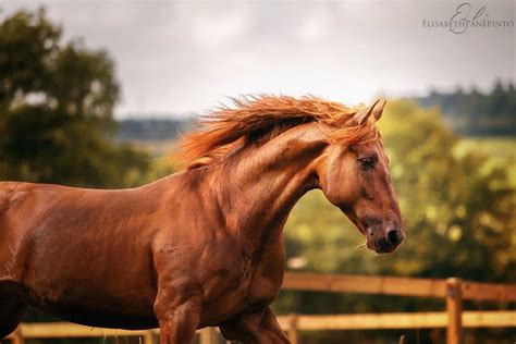 Elisabeth Panepinto Photography Elegido Pure Spanish Horse At