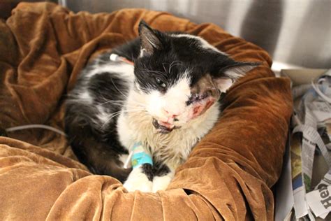Miracle Cat Bart Receives Transfusion From Another Feline After Car