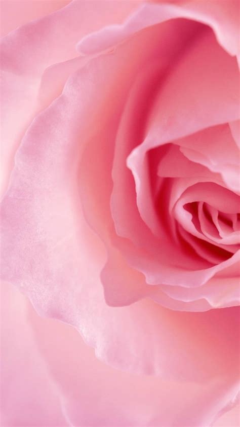 Wallpaper Flower Rose Pink 4k Nature 16036