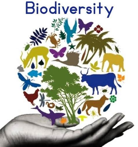 Biodiversity Types Importance And Conservation Of Biodiversity