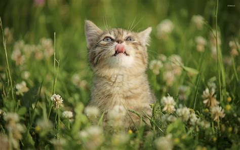 Kitten In Grass Wallpaper Animal Wallpapers 26859