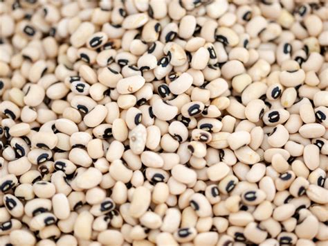 Black Eyed Peas Growing Info Tips For Planting Black Eyed Peas