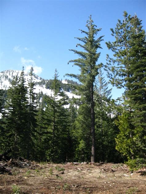 6 Great Types Of Pine Trees In Oregon Progardentips