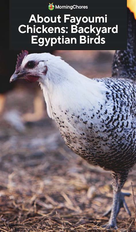 About Fayoumi Chickens Backyard Egyptian Birds