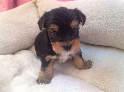 Looking for yorkshire terrier puppies? AKC Parti Yorkie Puppies for Sale in Centralia, Washington ...