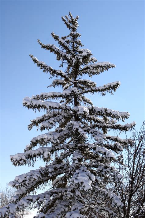 Snow On Branches Of Pine Tree Picture Free Photograph