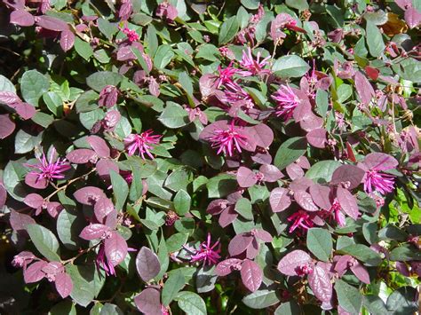 Noted for its attractive foliage and brightly colored flowers, loropetalum chinense 'ever red' (chinese fringe flower) is a bushy evergreen shrub of neat, compact habit with dark burgundy leaves which retain their rich color throughout summer. Loropetalum chinense 'Razzleberri'_flr | WBLA_Corky | Flickr