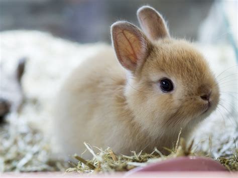 How Much Does A Netherland Dwarf Rabbit Cost 2023 Price Guide Pet Keen