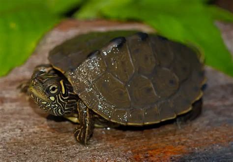 Turtles In Oklahoma 17 Species Guide Reptiles Time