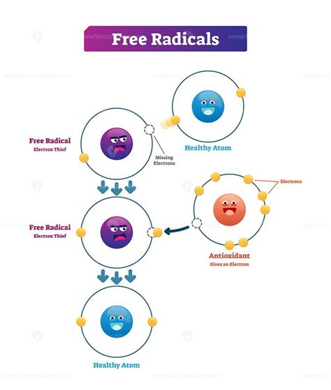 Free Radicals Antioxidant And Healthy Atom Explanation Vector