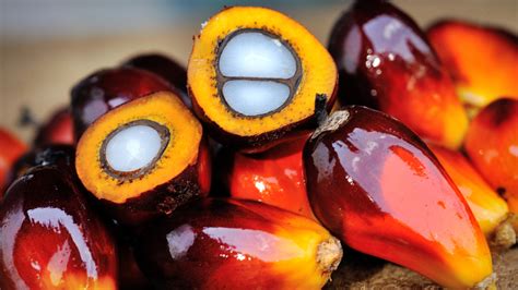 Palm Oil Wallpapers Wallpaper Cave
