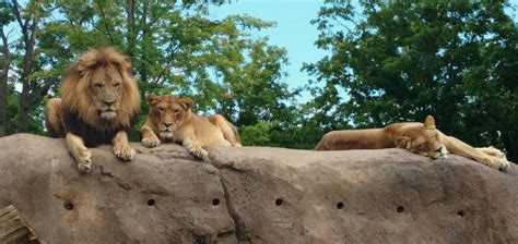 Training The Lions Seneca Park Zoo