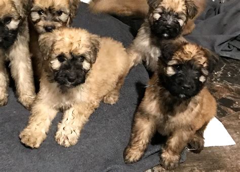 Look at pictures of bouvier des flandres puppies who need a home. Bouvier des Flandres Puppies For Sale | Hastings, MI #237333
