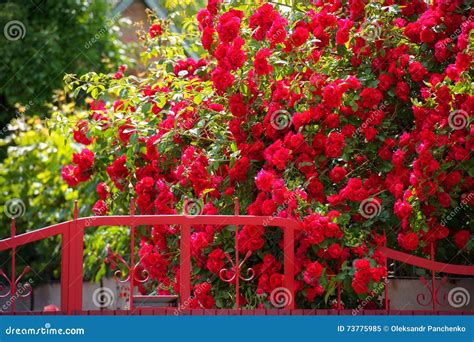 Red Rose Bush At A Fence Stock Image Image Of Outdoors 73775985