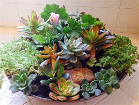 The cactus soil mix works well for. Pin van Lu Ann op Container Gardening
