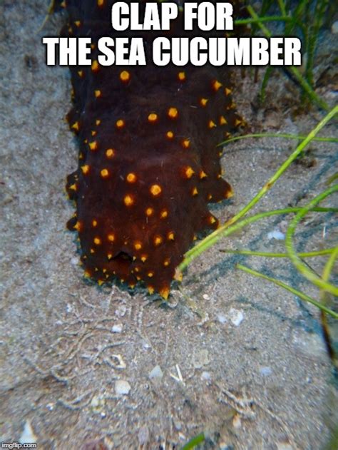 its just a sea cucumber imgflip