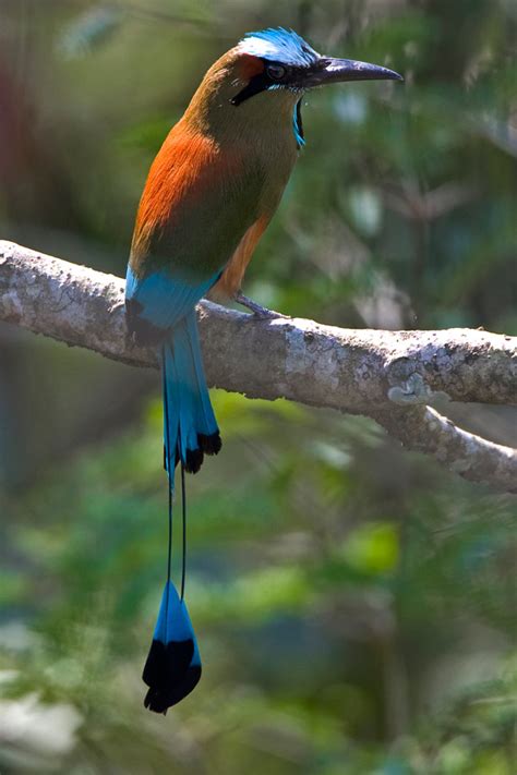 Bird Guide Costa Rica 2012 Trip Report Part 2