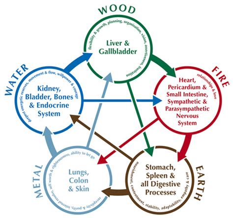 Kidney Qi And The Water Element Raw Forest Foods