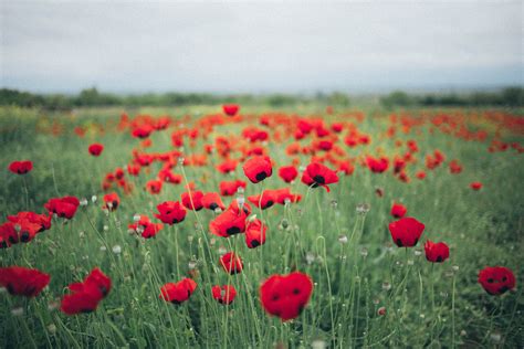 Photo Of Poppy Field · Free Stock Photo