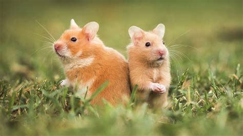 Hamsters From The Wild To Your Bedroom