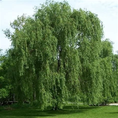 Willow Tree Bundle 10 Fast Growing Aussie Willow Trees 4 Weeping