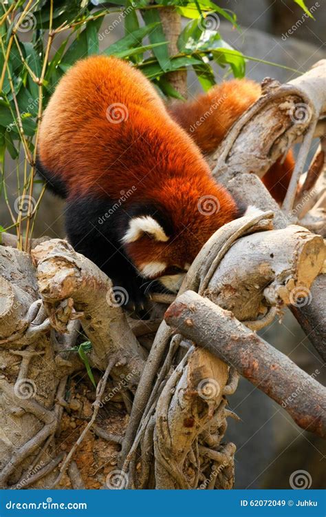 Red Panda Climbing On Tree Stock Image Image Of Lovely 62072049
